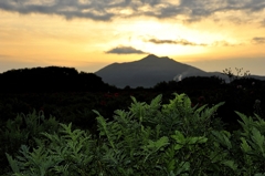 朝露の輝き