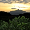 朝露の輝き