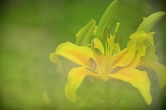 真夏の花園にて