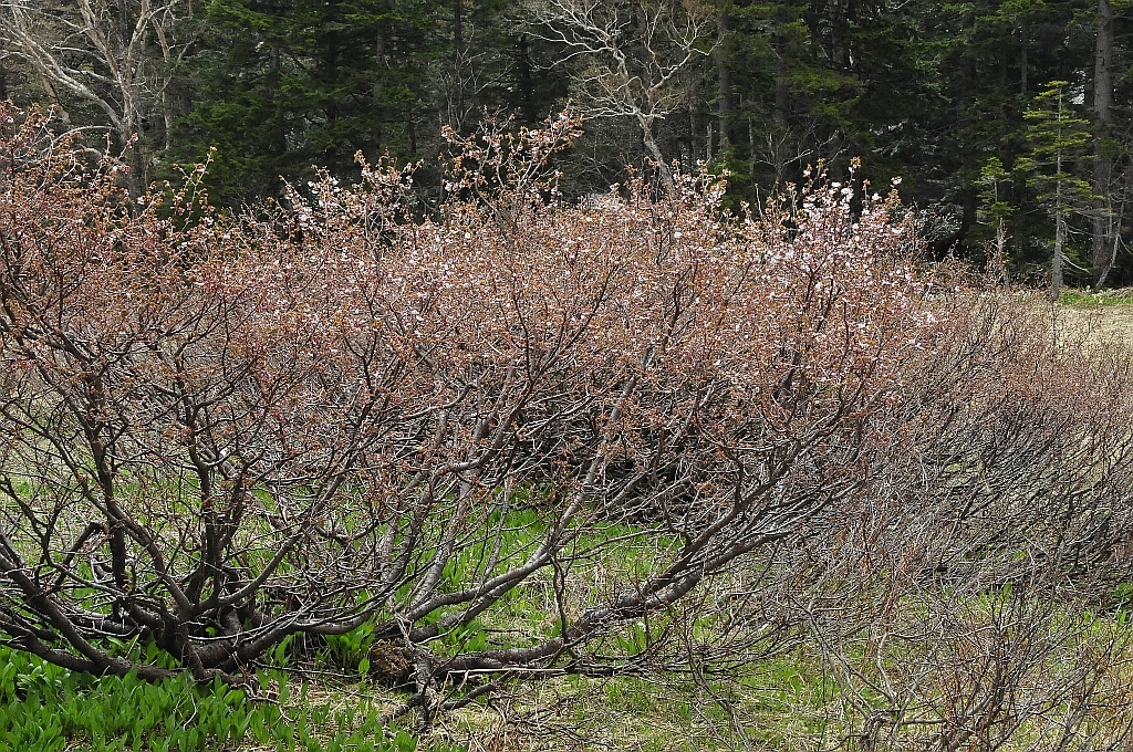 千島桜