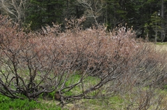 千島桜
