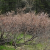 千島桜