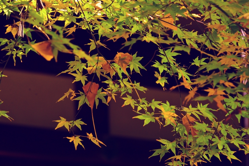 三渓園‐紅葉