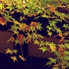三渓園‐紅葉