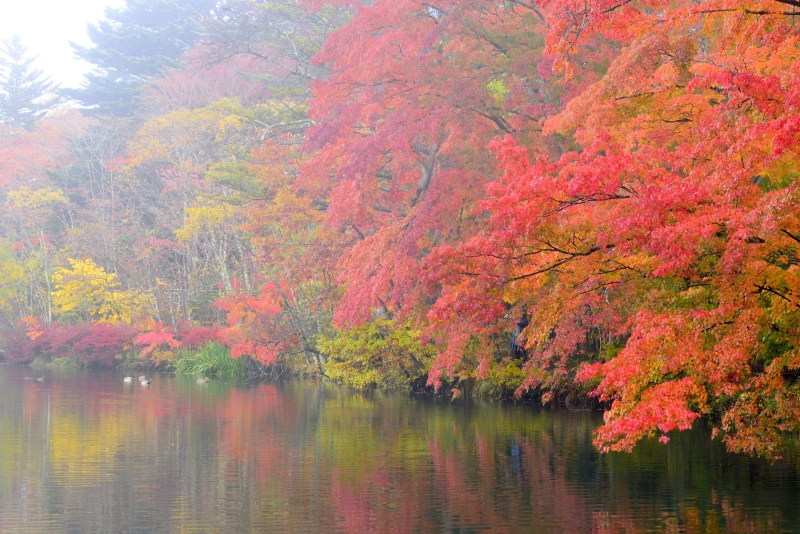 秋彩の池