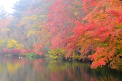 秋彩の池