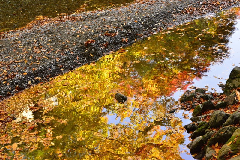 華やぐ水面