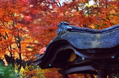三渓園‐紅葉