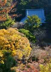 三渓園ー紅葉