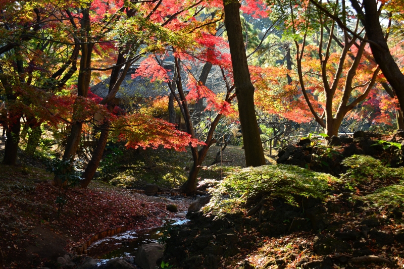 三渓園‐紅葉