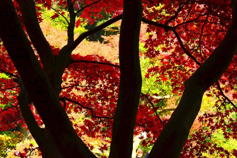 三渓園‐紅葉