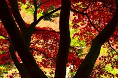 三渓園‐紅葉