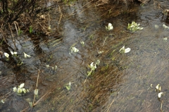 _水中花