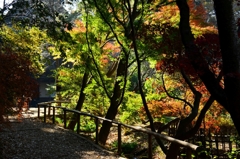 三渓園‐紅葉