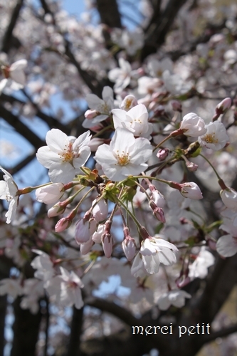 入学式☆桜