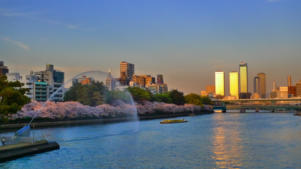 桜と噴水