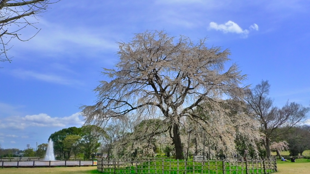 枝垂れ桜