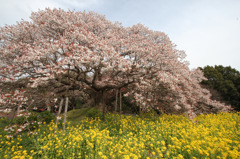 吉高の大桜