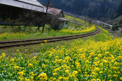 菜の花×線路