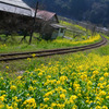 菜の花×線路