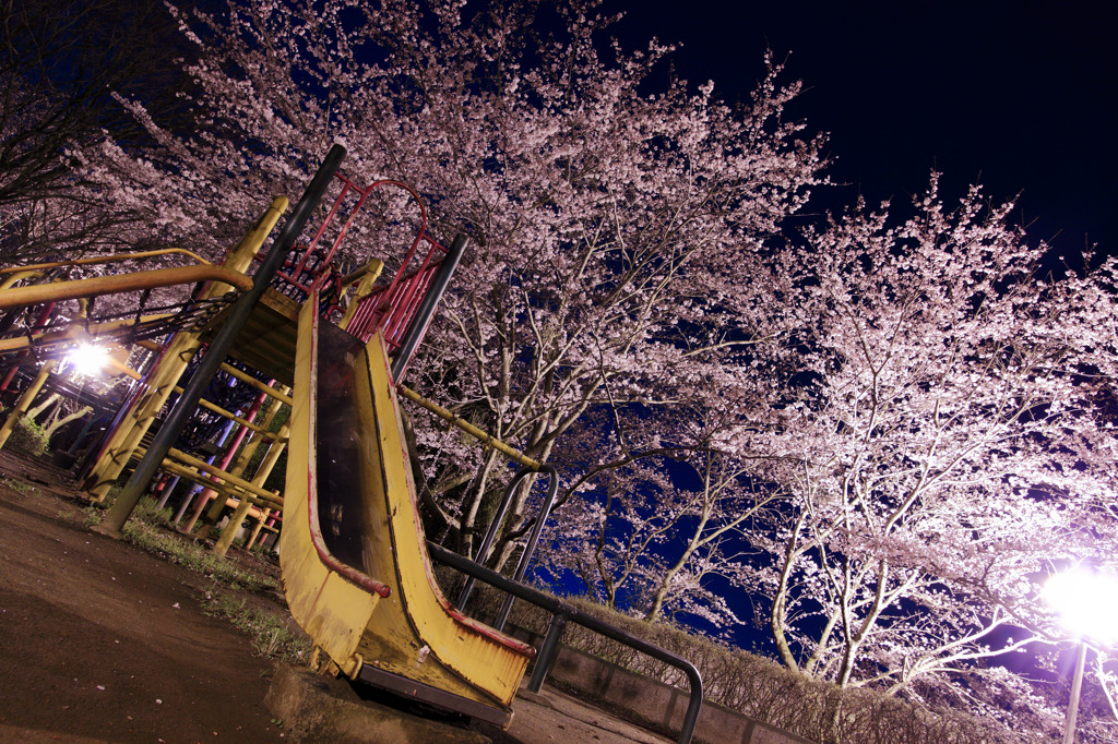 夜桜