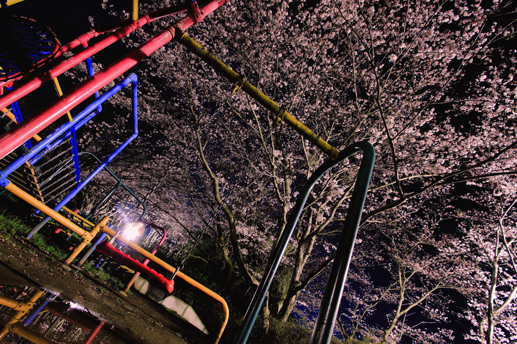 無機質な夜桜