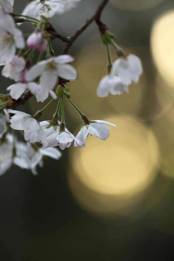 桜と木漏れ日