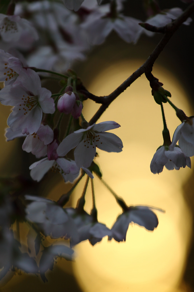 日暮れと桜