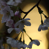 日暮れと桜