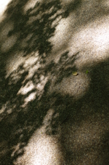 AVEN0154