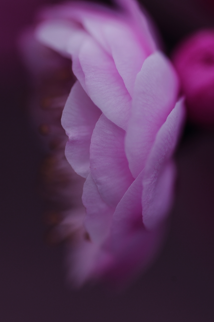 万博公園の梅****1