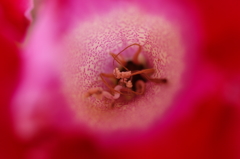 AVEN0366