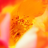 AVEN0071