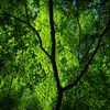AVEN0155