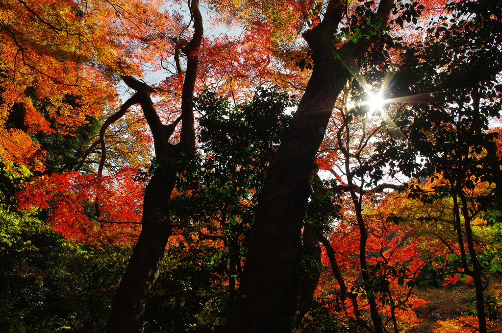 赤黄緑に薄青＋きらり