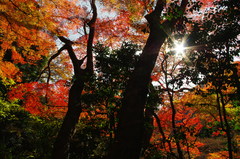 赤黄緑に薄青＋きらり