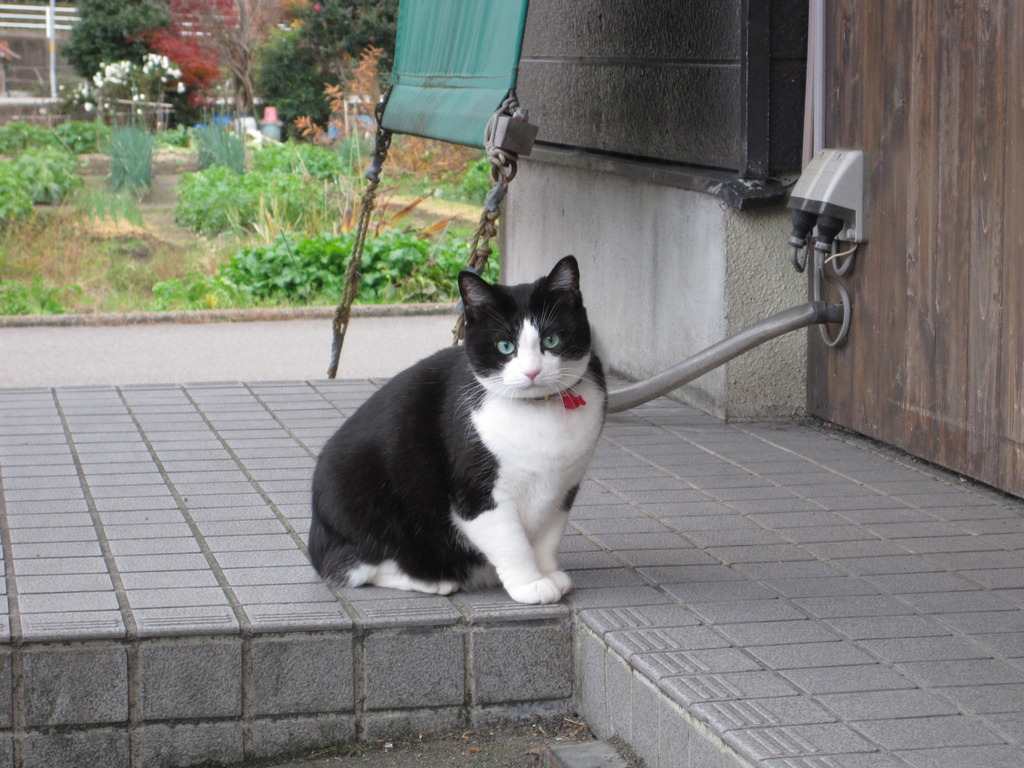 近所の猫