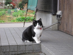 近所の猫