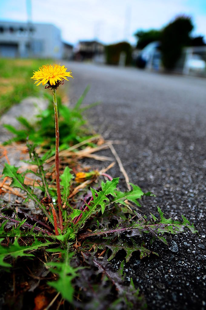 道端に咲く一輪の花 By Bigtree Id 写真共有サイト Photohito