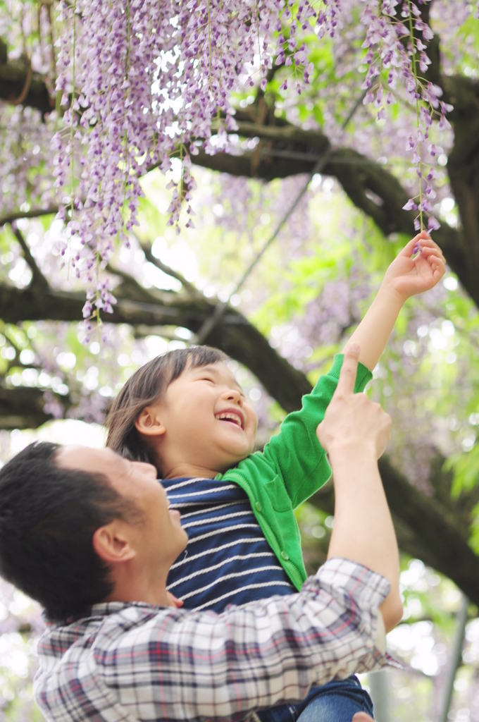 藤の花の下で