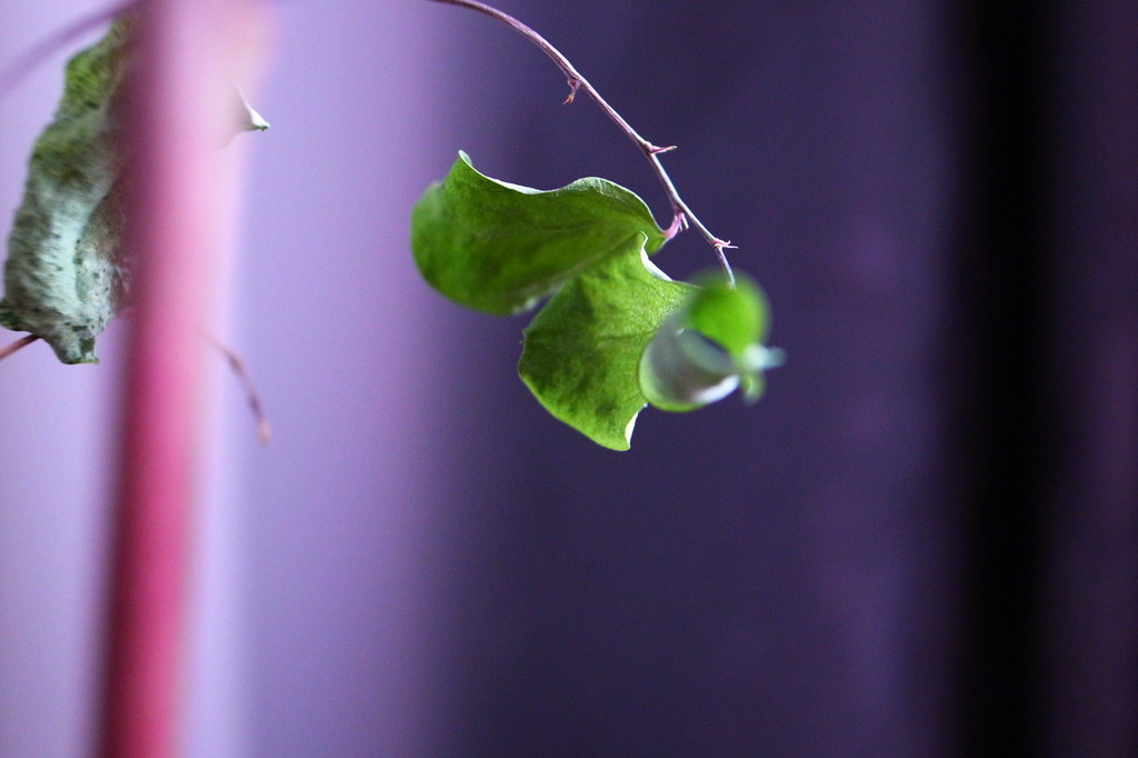 Leaf