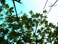 Winter leaf
