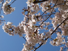 櫻
