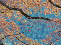 高源寺紅葉