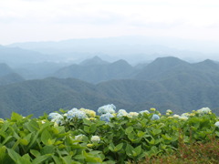 アジサイと天空