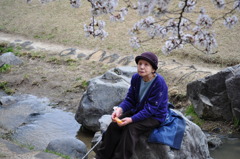 義母と桜