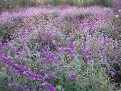 群花