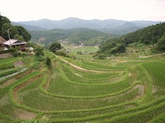 長谷の棚田