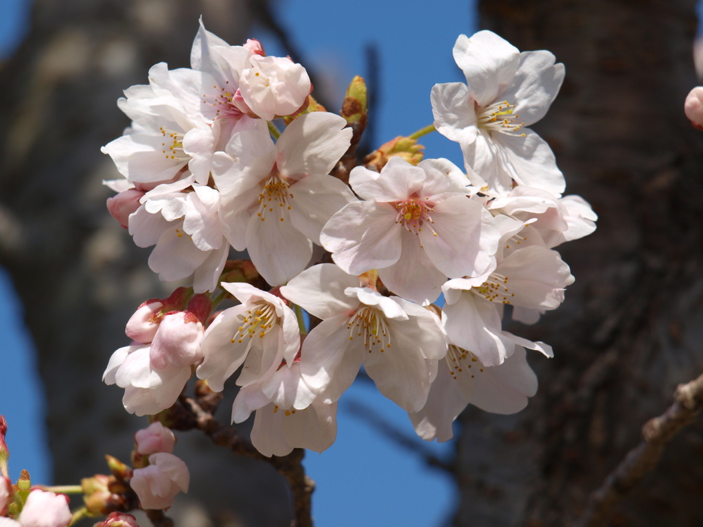 木間の桜