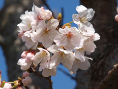 木間の桜